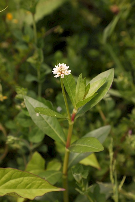 Alternanthera philoxeroides