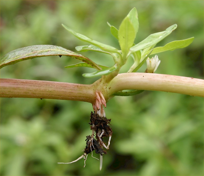 Alternanthera philoxeroides