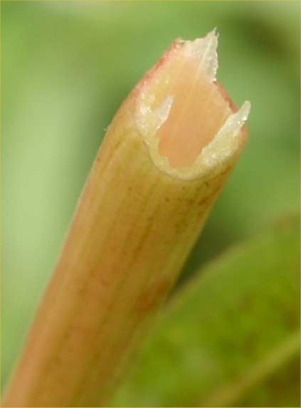 Alternanthera philoxeroides