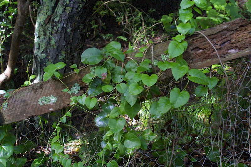 Anredera cordifolia