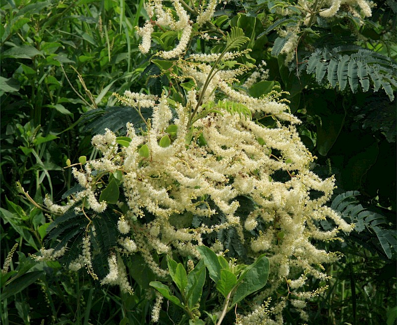 Anredera cordifolia