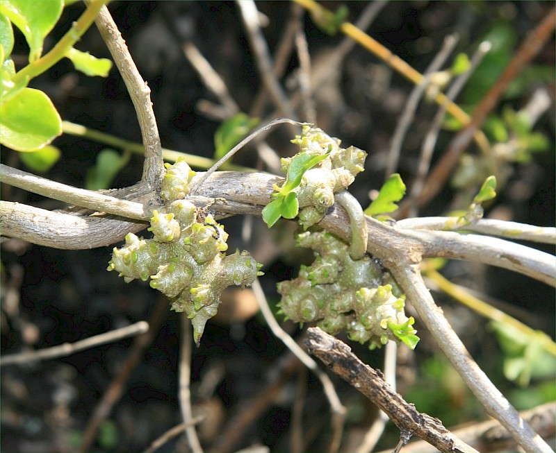 Anredera cordifolia
