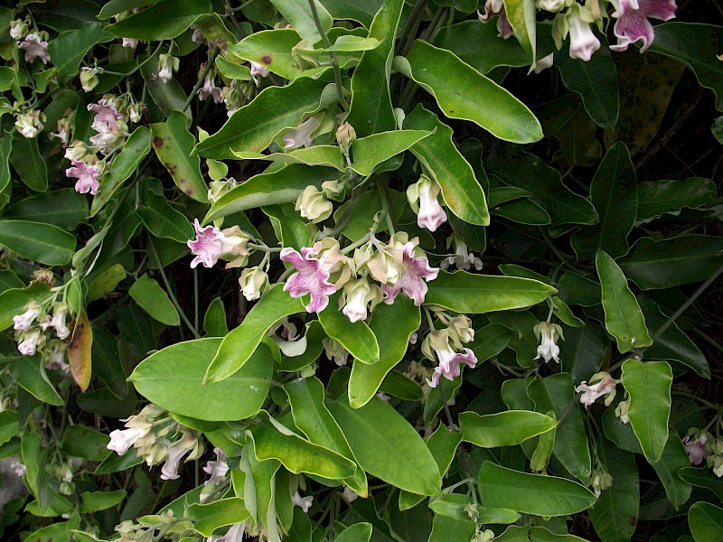 Araujia sericifera