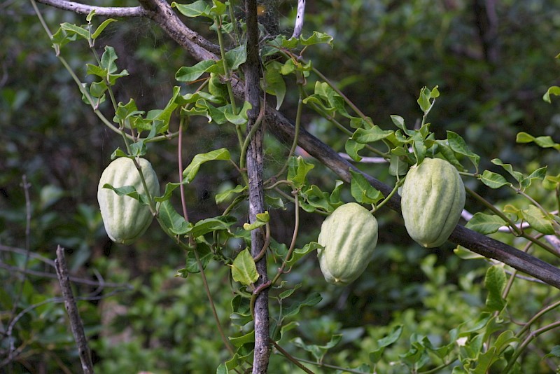 Araujia sericifera