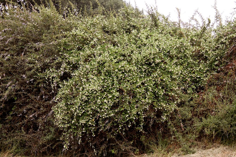 Araujia sericifera