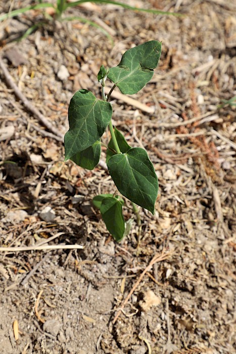Araujia sericifera