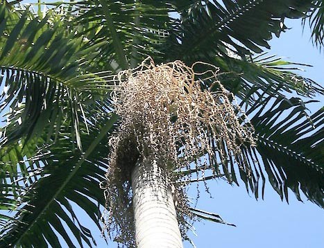 Archontophoenix cunninghamiana