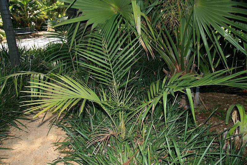 Archontophoenix cunninghamiana