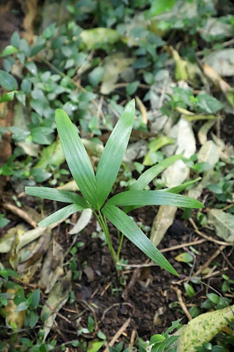 Archontophoenix cunninghamiana