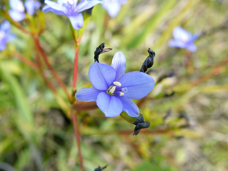 Aristea ecklonii