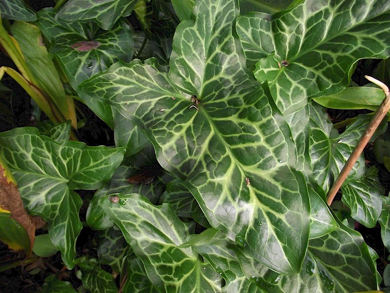 Arum italicum