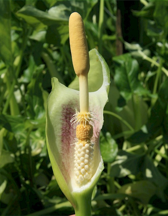 Arum italicum