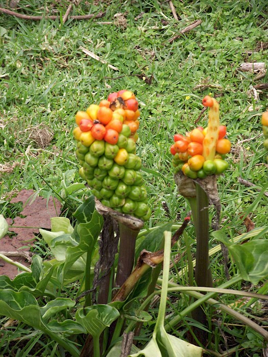 Arum italicum