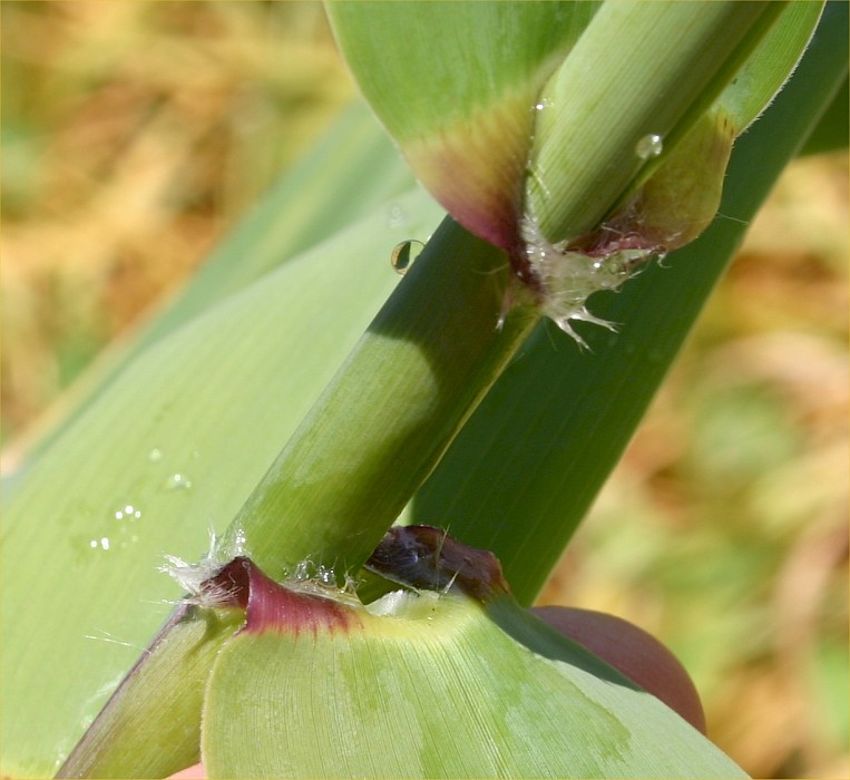 Arundo donax