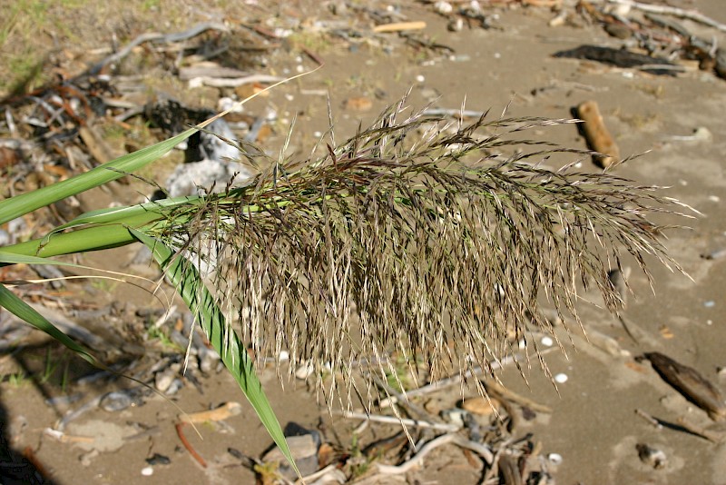 Arundo donax