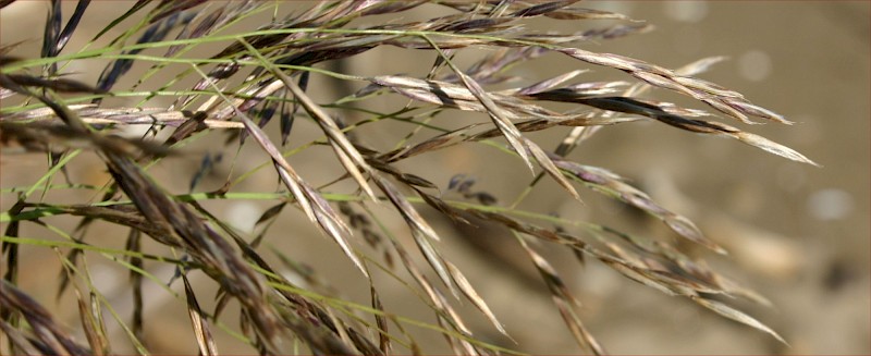 Arundo donax