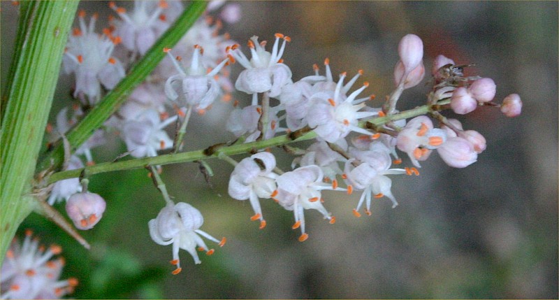 Asparagus aethiopicus