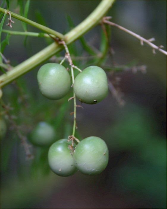 Asparagus aethiopicus