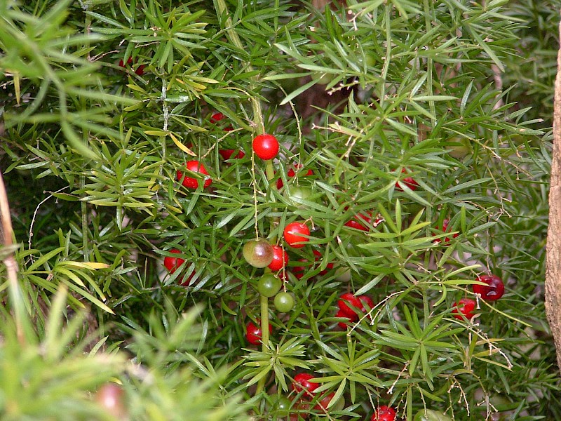 Asparagus aethiopicus