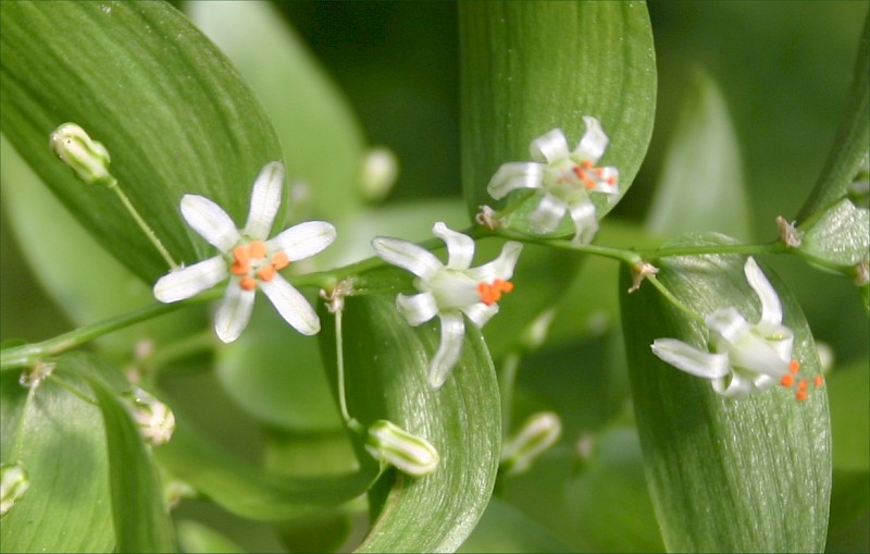 Asparagus asparagoides
