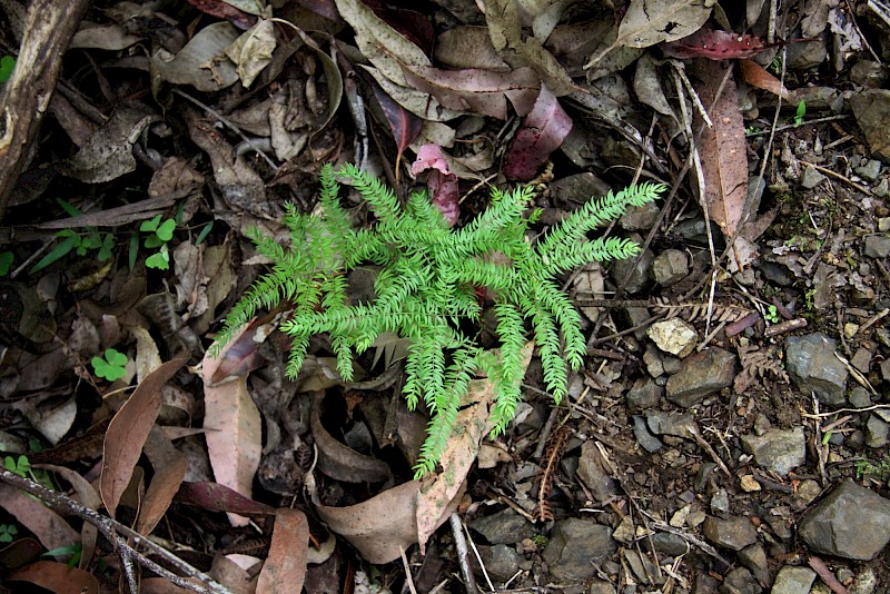 Asparagus scandens