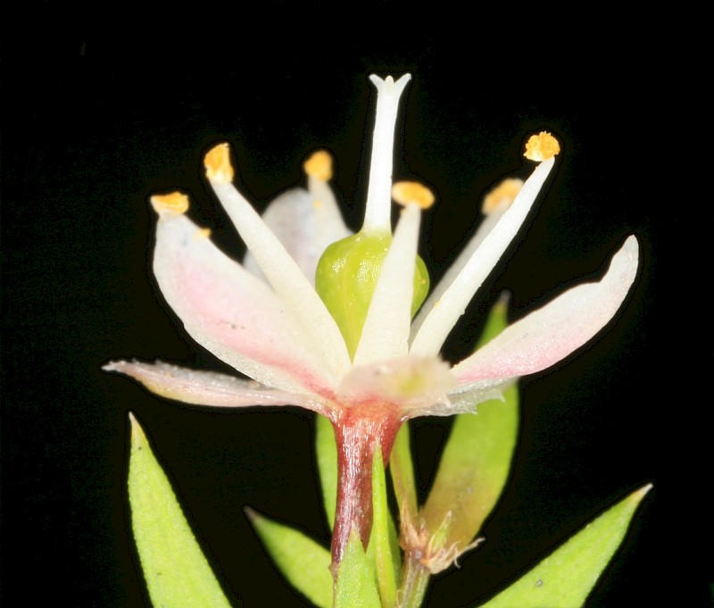 Asparagus scandens