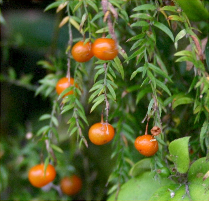 Asparagus scandens