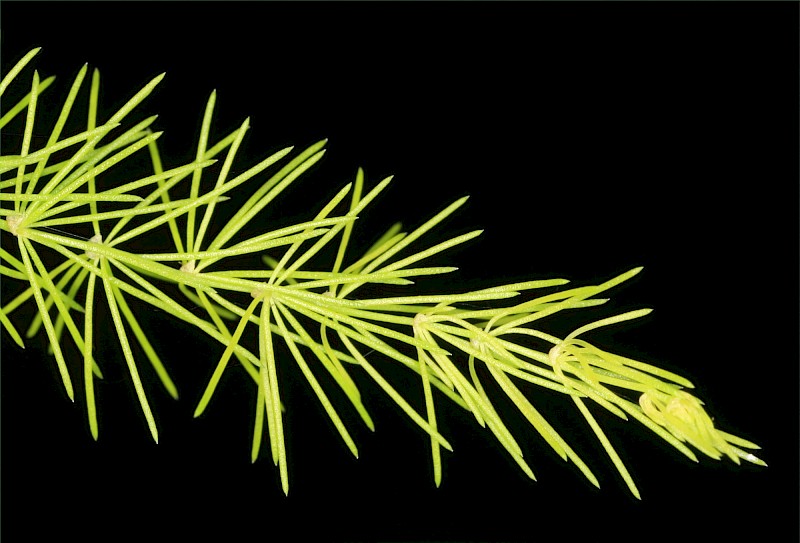 Asparagus setaceus