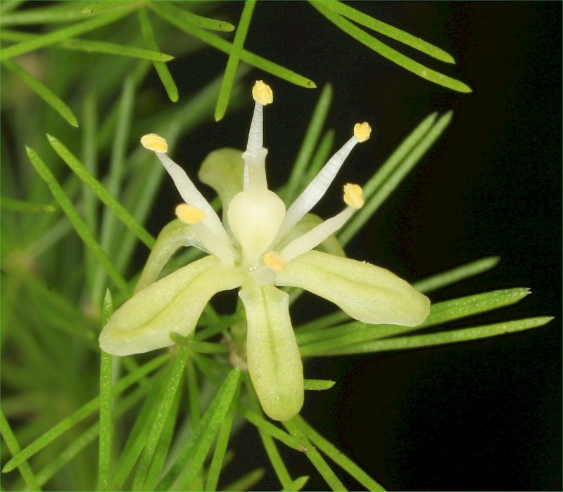 Asparagus setaceus