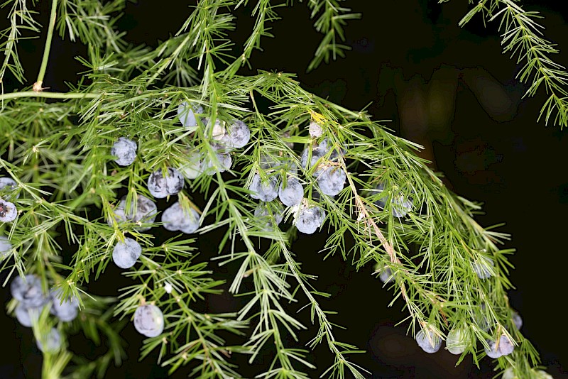 Asparagus setaceus