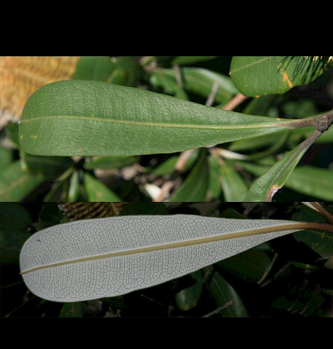 Banksia integrifolia
