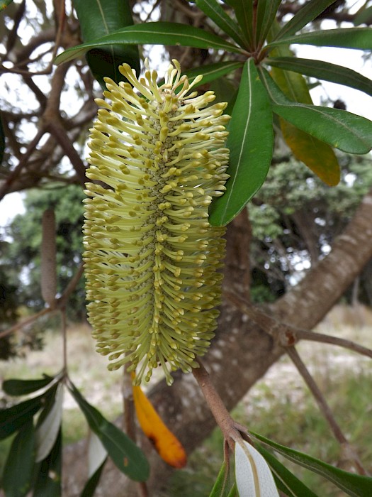Banksia integrifolia