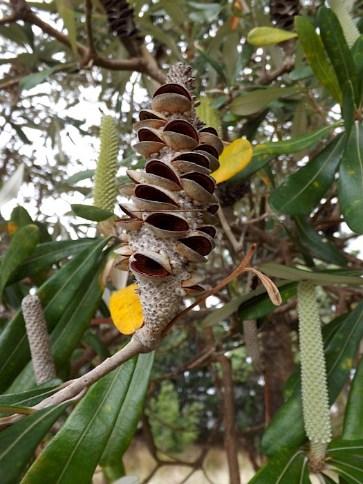 Banksia integrifolia