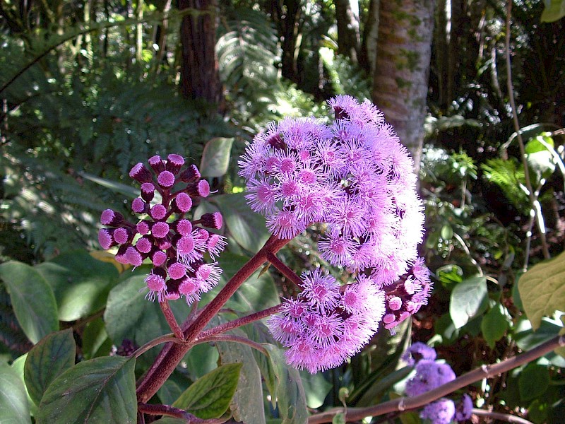 Bartlettina sordida