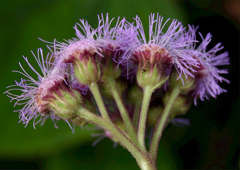 Bartlettina sordida