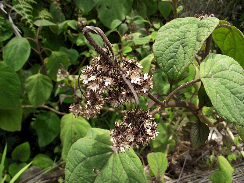 Bartlettina sordida