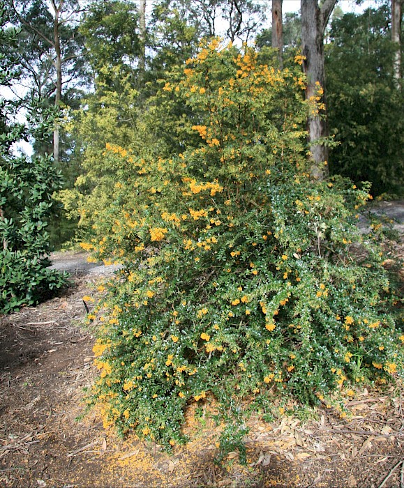 Berberis darwinii
