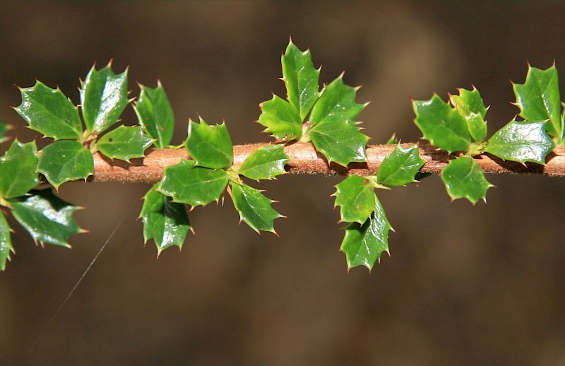 Berberis darwinii