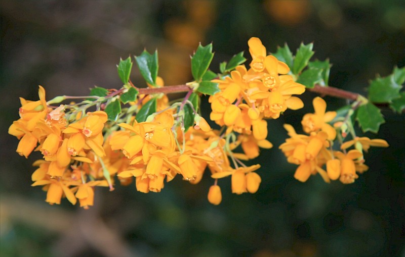 Berberis darwinii