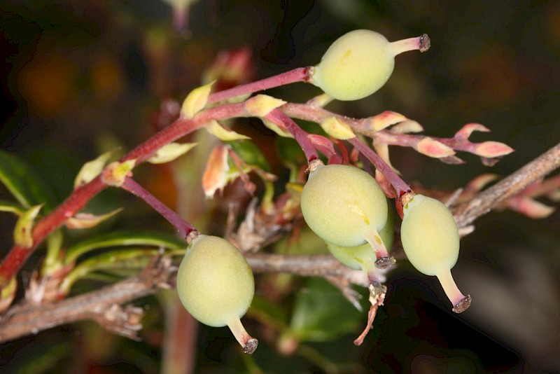 Berberis darwinii