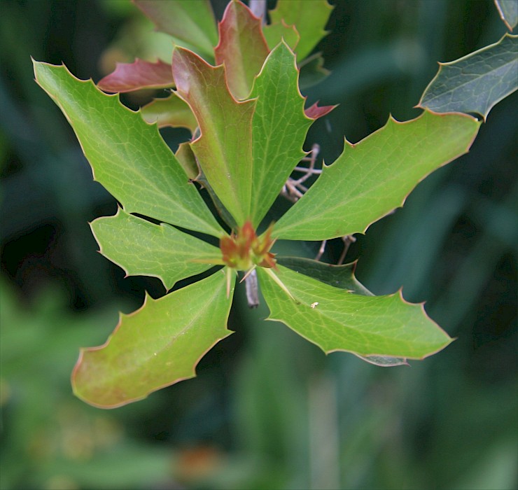 Berberis glaucocarpa