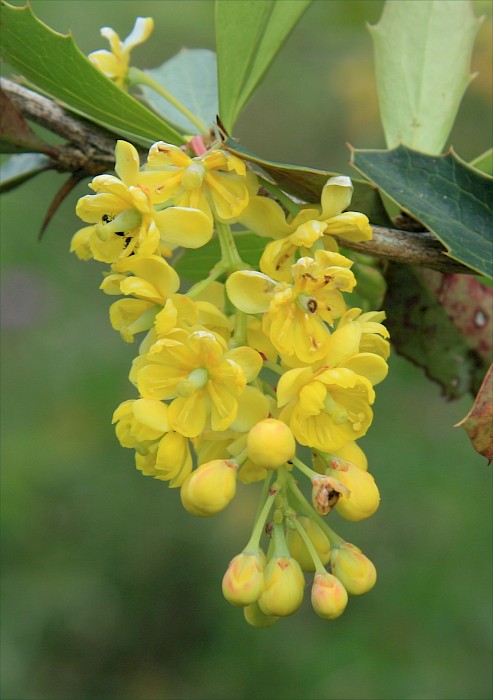 Berberis glaucocarpa