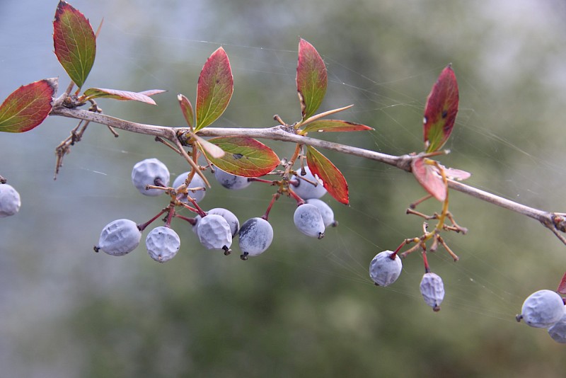 Berberis glaucocarpa