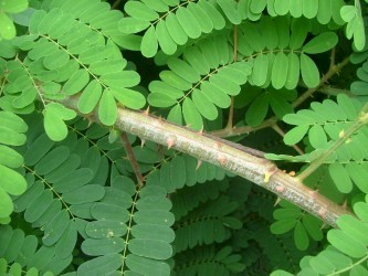 Biancaea decapetala
