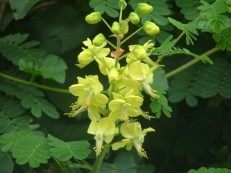 Biancaea decapetala