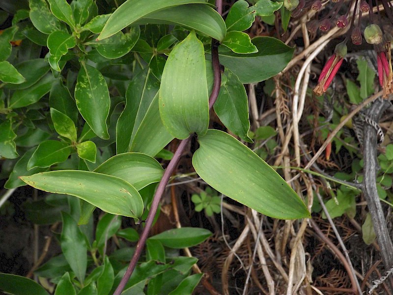 Bomarea multiflora