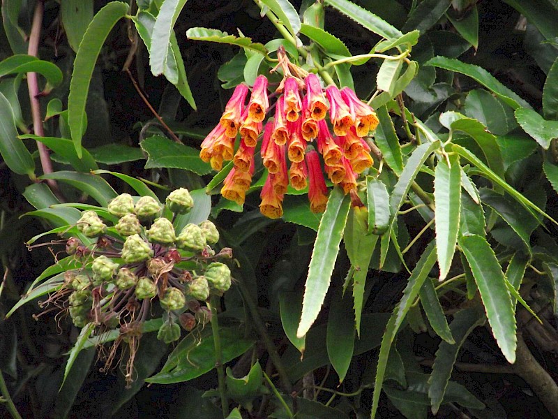 Bomarea multiflora
