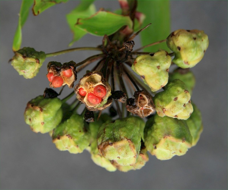Bomarea multiflora