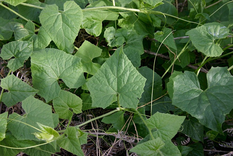 Bryonia dioica subsp. dioica
