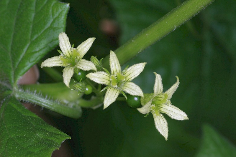 Bryonia dioica subsp. dioica